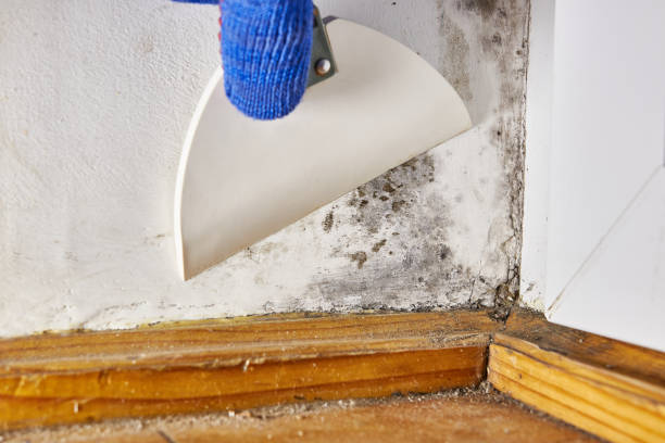 Best Black Mold Removal  in Lennox, SD